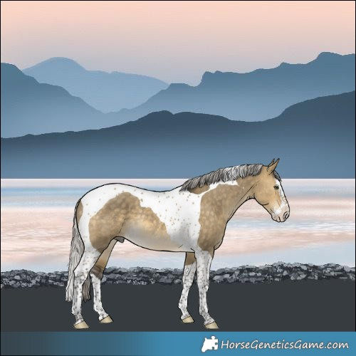 Horse Color:Silver Buckskin Dun Splash Tobiano Rabicano