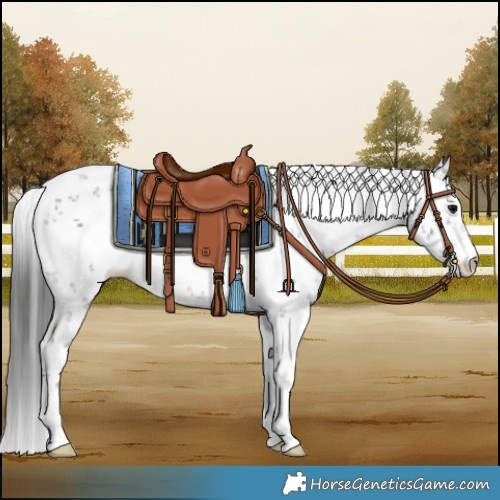 Horse Color:White Spotted Black Sabino