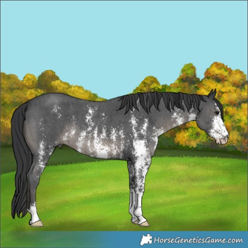 Horse Color:Black Sabino 