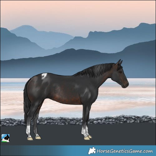 Horse Color:Brown Tobiano Rabicano 