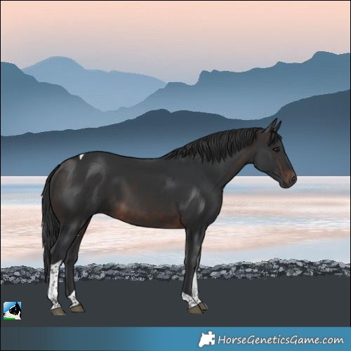 Horse Color:Brown Tobiano Rabicano 
