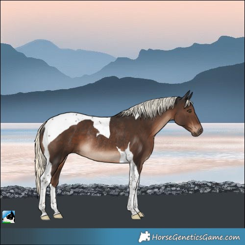 Horse Color:Liver Chestnut Mushroom Tobiano Rabicano 