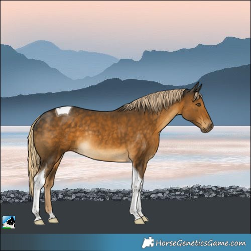 Horse Color:Chocolate Palomino Mushroom Tobiano Rabicano 