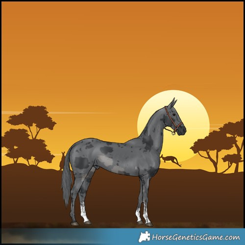 Horse Color:Black Merle Sabino