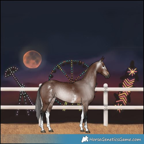 Horse Color:Gray White Spotted Bay 
