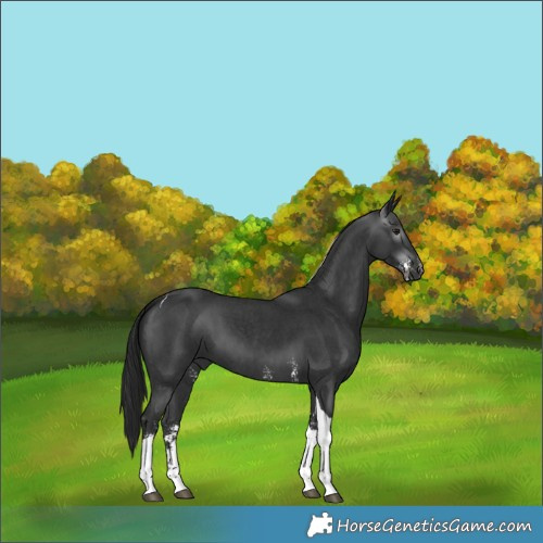Horse Color:Gray Black Sabino Tobiano 