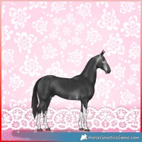 Horse Color:Gray Black Sabino Tobiano