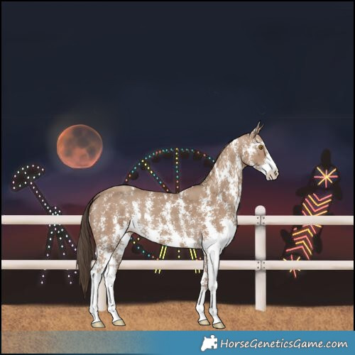 Horse Color:Classic Champagne Sabino