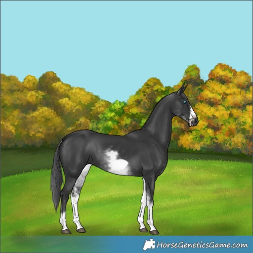 Horse Color:White Spotted Black Frame 