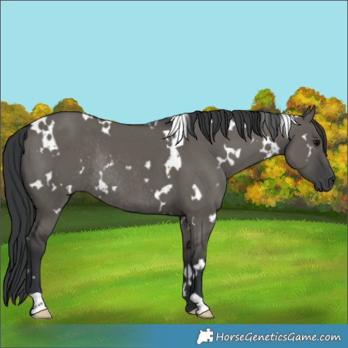 Horse Color:White Spotted Grullo Rabicano 