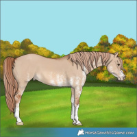 Horse Color:White Spotted Red Dun 