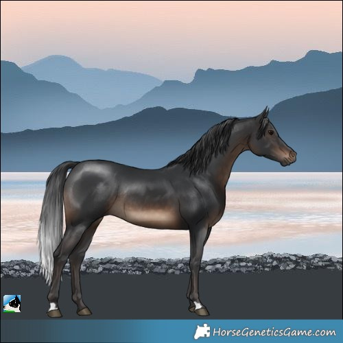 Horse Color:Brown Rabicano 