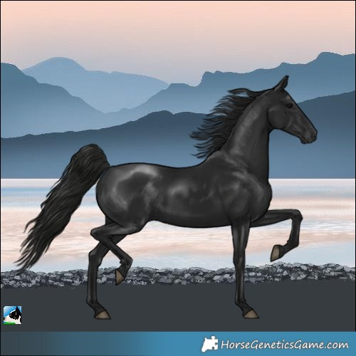 Horse Color:Gray Black Rabicano 