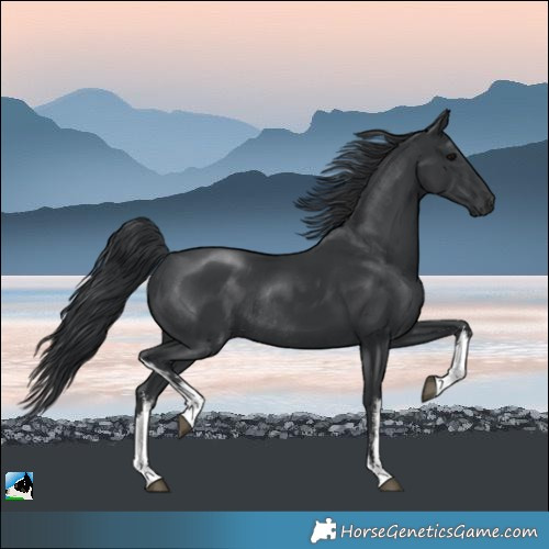 Horse Color:White Spotted Black Rabicano 