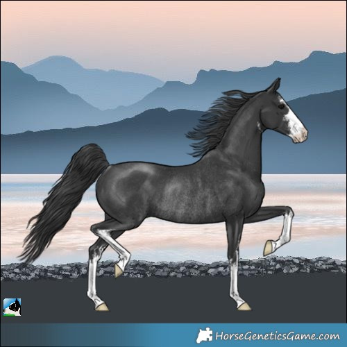 Horse Color:White Spotted Black Rabicano 