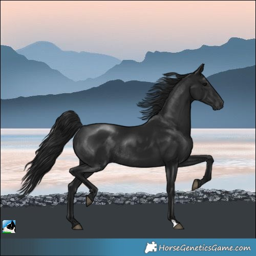 Horse Color:Gray Brown Rabicano 