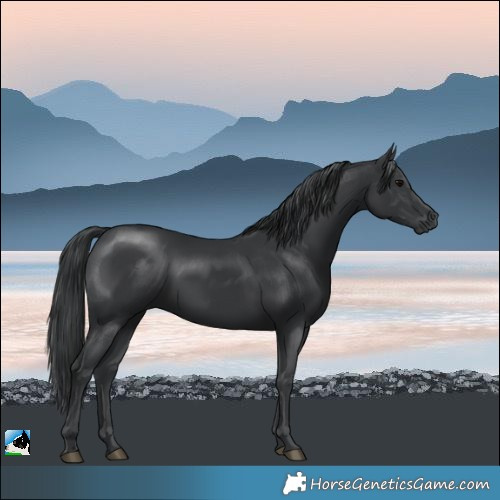 Horse Color:Black Rabicano 