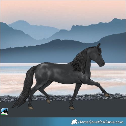 Horse Color:Black Mushroom Rabicano
