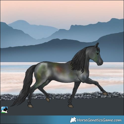 Horse Color:Black Mushroom Rabicano 