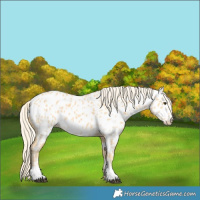 Horse Color:Palomino Near Leopard 