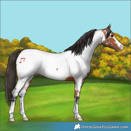 Horse Color:Bay Appaloosa