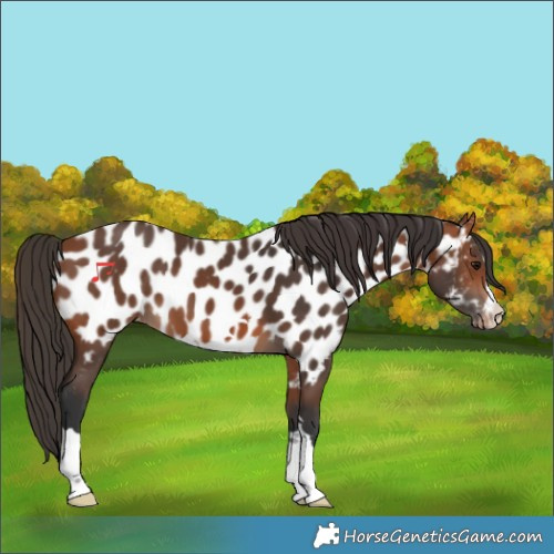 Horse Color:Bay Appaloosa 