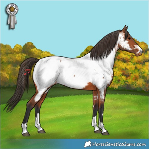 Horse Color:Bay Appaloosa 