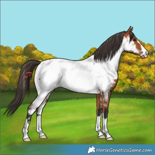 Horse Color:Bay Near Fewspot
