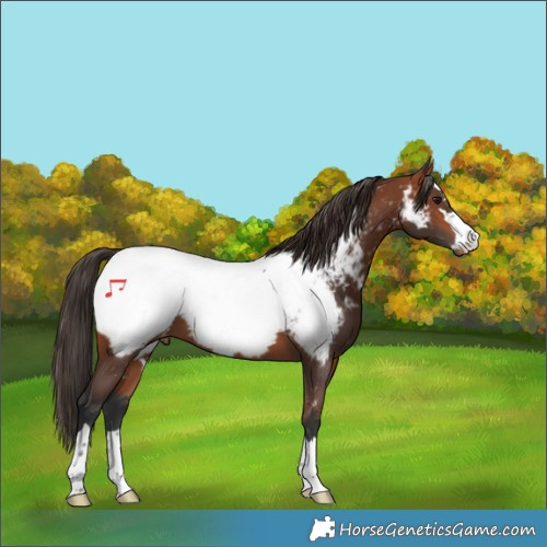 Horse Color:Bay Appaloosa 