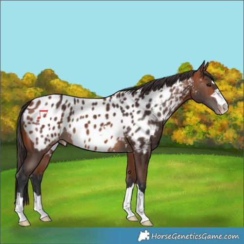 Horse Color:Bay Appaloosa