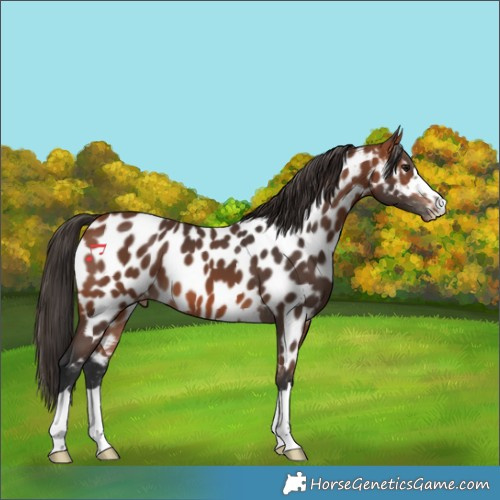 Horse Color:Bay Appaloosa