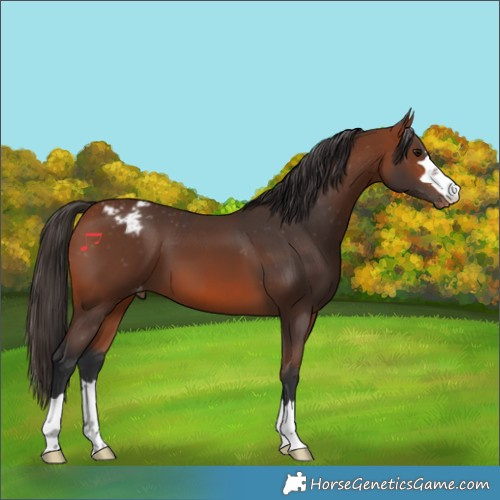 Horse Color:Bay Appaloosa