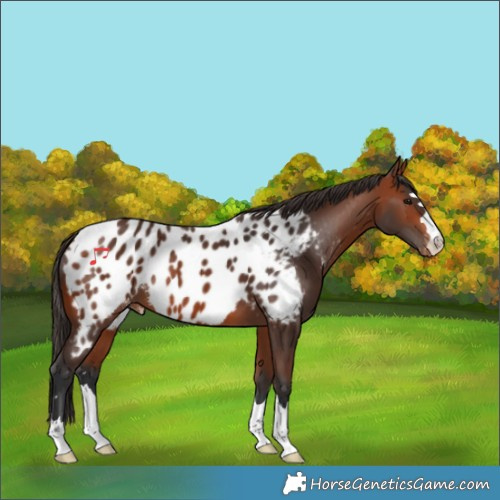 Horse Color:Bay Appaloosa