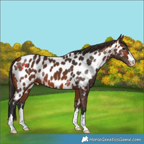 Horse Color:Bay Appaloosa