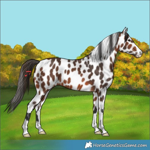 Horse Color:Bay Appaloosa 