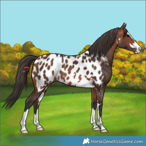 Horse Color:Bay Appaloosa 