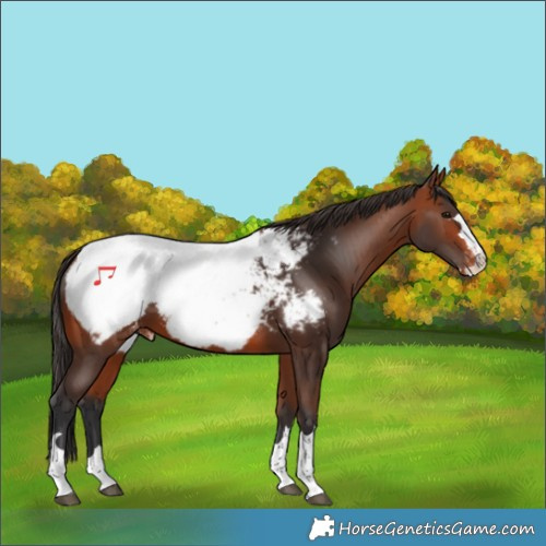 Horse Color:Bay Appaloosa