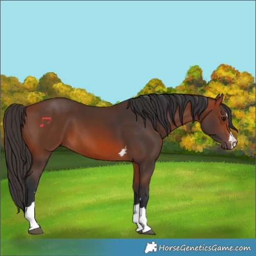 Horse Color:Bay 
