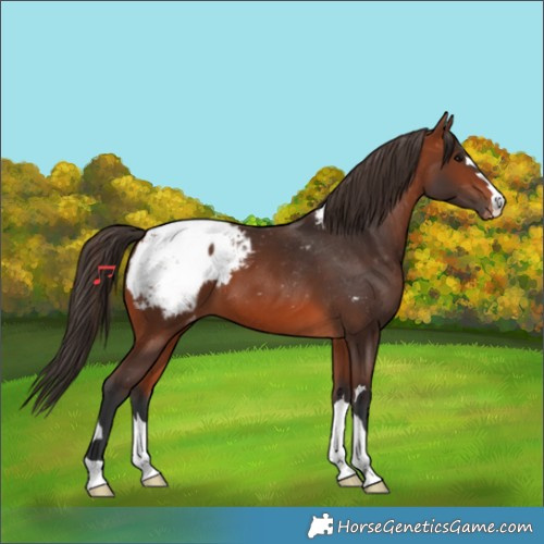 Horse Color:Bay Appaloosa
