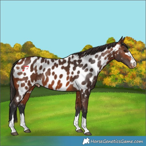 Horse Color:Bay Appaloosa 