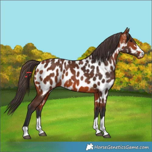Horse Color:Bay Appaloosa 