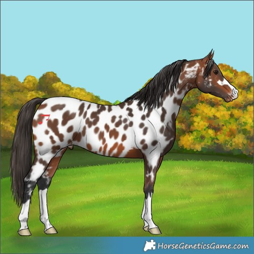 Horse Color:Bay Appaloosa