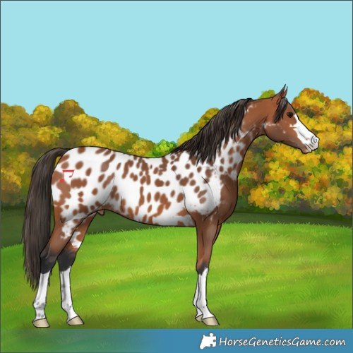 Horse Color:Bay Appaloosa