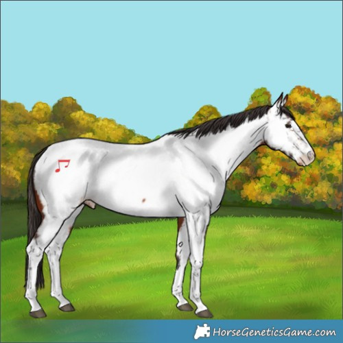 Horse Color:Bay Appaloosa 