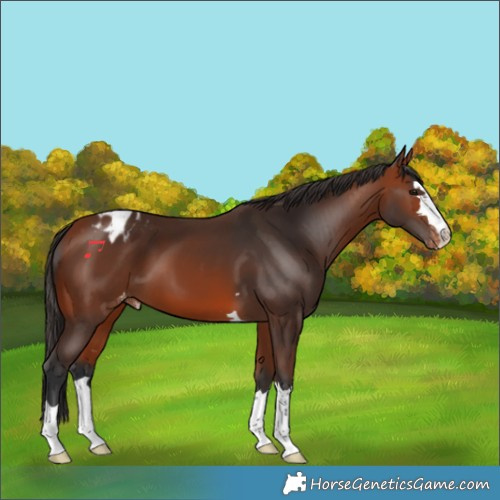 Horse Color:Bay Appaloosa