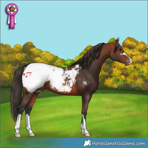 Horse Color:Bay Appaloosa