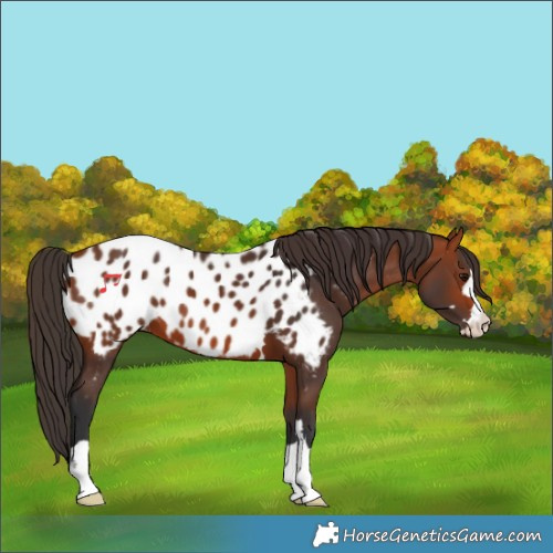 Horse Color:Bay Appaloosa 
