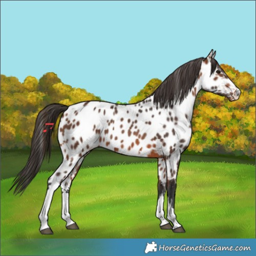 Horse Color:Bay Appaloosa 