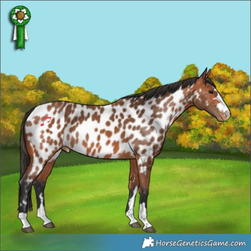 Horse Color:Bay Appaloosa 