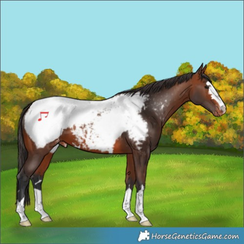 Horse Color:Bay Appaloosa 